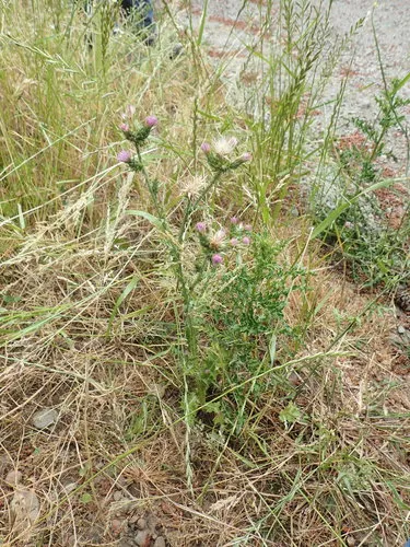 Slender Thistle