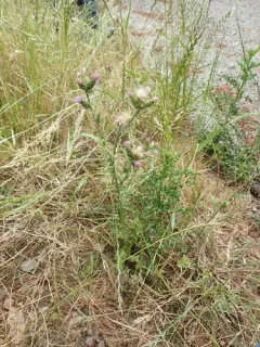 Slender Thistle thumbnail 1