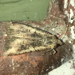 Variegated Cutworm Moth thumbnail 1