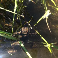 Columbia Spotted Frog thumbnail 1