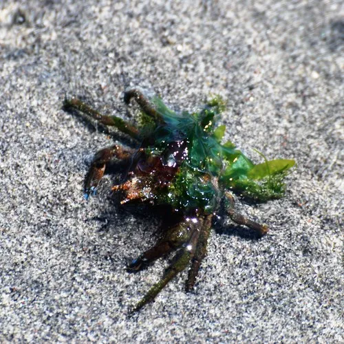 Graceful Kelp Crab