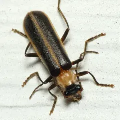 Yellow-necked Soldier Beetle thumbnail 2