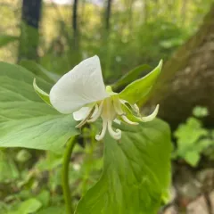 drooping trillium thumbnail 4