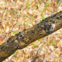 Beech Woodwart thumbnail 3