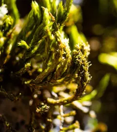squirrel-tail moss thumbnail 3