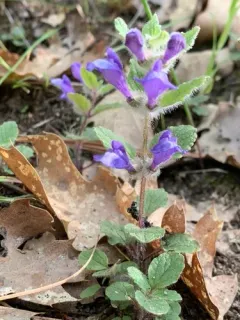 blue skullcap thumbnail 3
