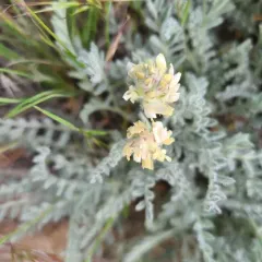 Spalding's Milkvetch thumbnail 3