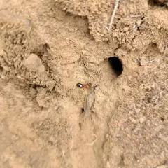 Formica subpolita thumbnail 3