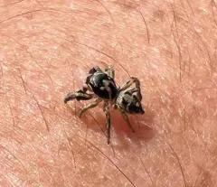 Habronattus coecatus thumbnail 3