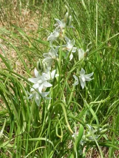 Drooping Star-of-Bethlehem thumbnail 2