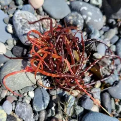 succulent seaweed thumbnail 3