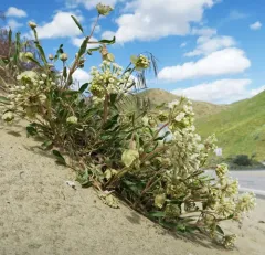 White Sand Verbena thumbnail 2