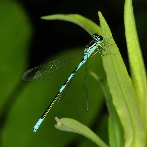 Taiga Bluet