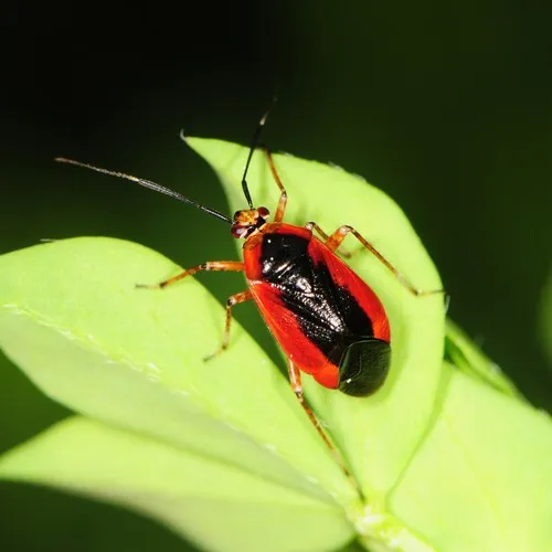 Wild Onion Mirid