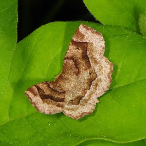Refracted Metarranthis Moth