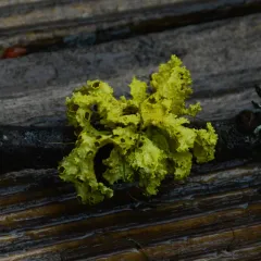 Brown-eyed Sunshine Lichen thumbnail 4