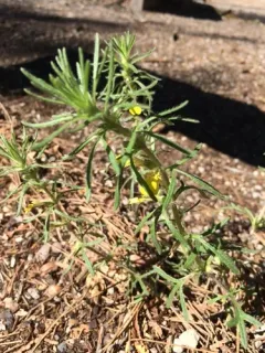 Ground-pine thumbnail 2