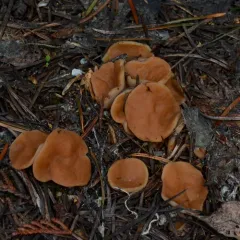 Pig's Ears thumbnail 4