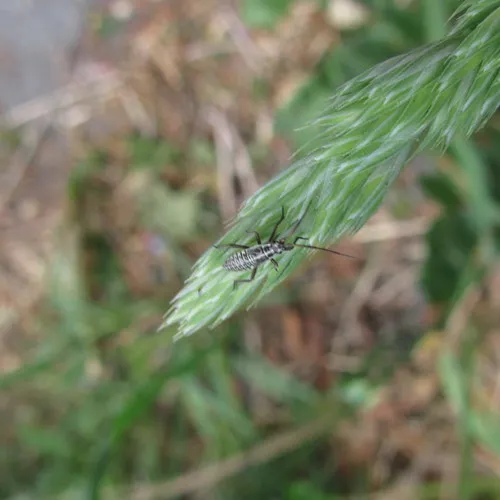 Meadow Plant Bug