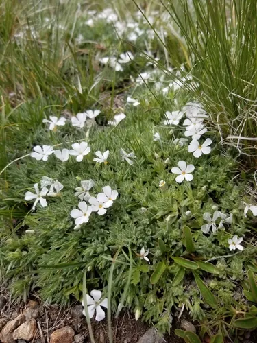 cushion phlox