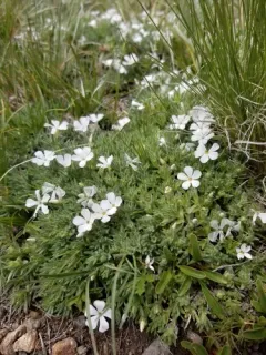 cushion phlox thumbnail 1