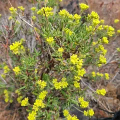 rock buckwheat thumbnail 2