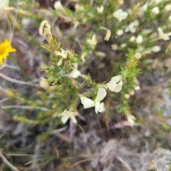 Granite Prickly Phlox thumbnail 2