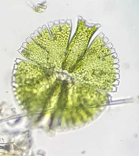 Micrasterias rotata