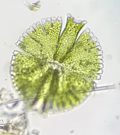 Micrasterias rotata thumbnail 1