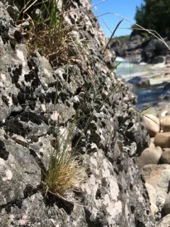 mountain fescue thumbnail 2