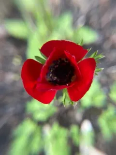 poppy anemone thumbnail 4