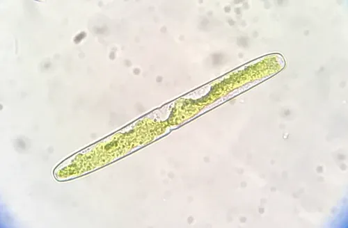 Haplotaenium minutum