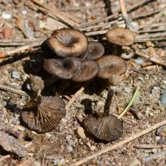 Arrhenia rainierensis thumbnail 1