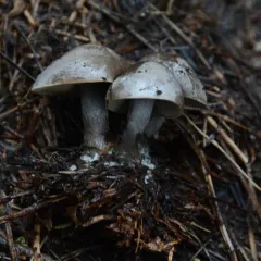 Snowmelt Clitocybe thumbnail 4