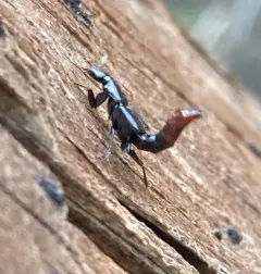 Hesperus apicialis thumbnail 4