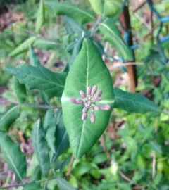 coral honeysuckle thumbnail 3