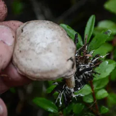 Clitocybe albirhiza thumbnail 4