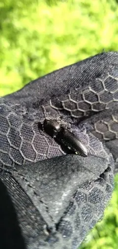 Neopristilophus maurus thumbnail 2