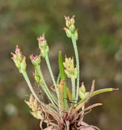 Coastal Plantain thumbnail 3