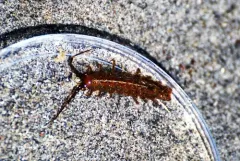 Idotea rufescens thumbnail 2
