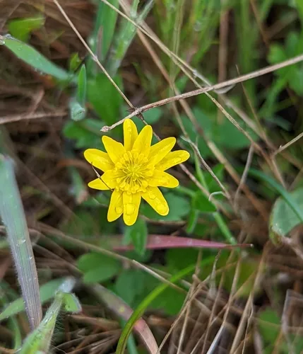 California buttercup
