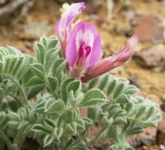 Cobblestone Milkvetch thumbnail 3