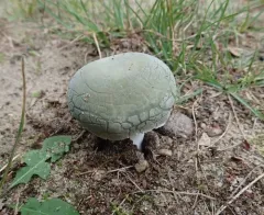 Blue-green Cracking Russula thumbnail 2