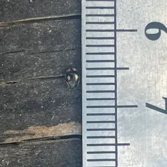 Undulate Sigil Lady Beetle thumbnail 4