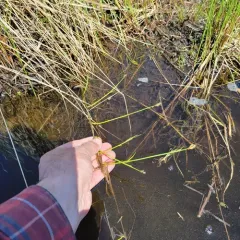 creeping sedge thumbnail 2