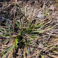 White-grained Mountain-ricegrass thumbnail 3