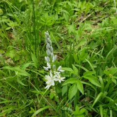 Atlantic camas thumbnail 4