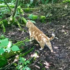 Domestic Cat thumbnail 1