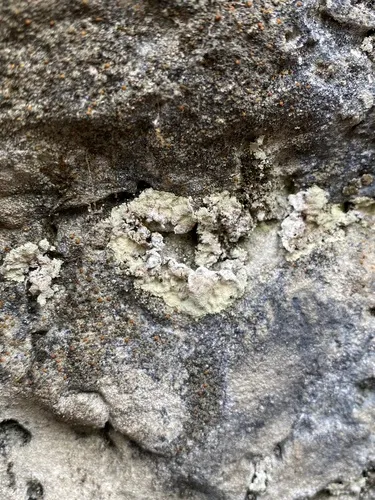 Vouaux's Dust Lichen
