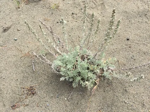 coastal sagewort